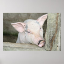 Piglet posters