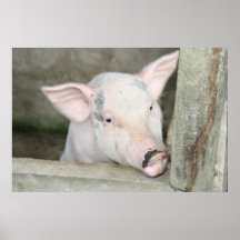 Piglet Posters
