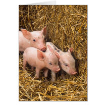 Piglets Greeting Card