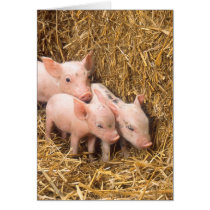 Piglets Greeting Card