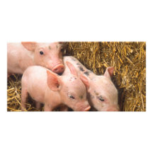 Piglets Custom Photo Card