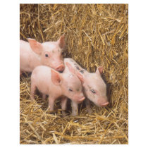 Piglets flyers