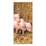 Piglets Full Color Rack Card