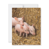 Piglets Invite