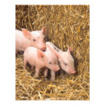 Piglets Invite