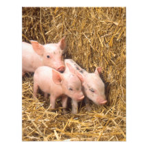 Piglets Invite