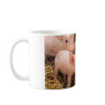 Piglets