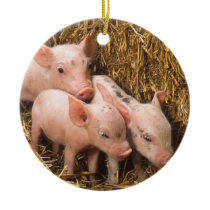 Piglets Ornament