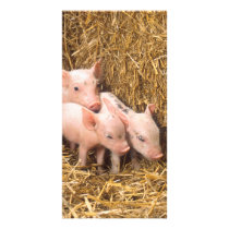 Piglets Photo Card Template