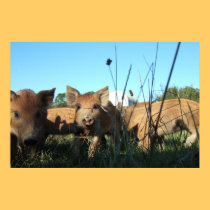 Piglets photograph poster posters by graphicdoodles Piglets photograph poster posters