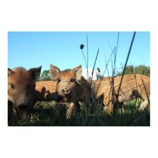 Piglets photograph poster print