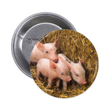 Piglets Pinback Button
