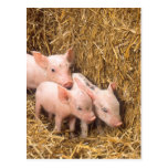 Piglets Post Card
