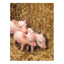 Piglets Post Card
