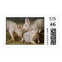 Piglets Postage Stamps