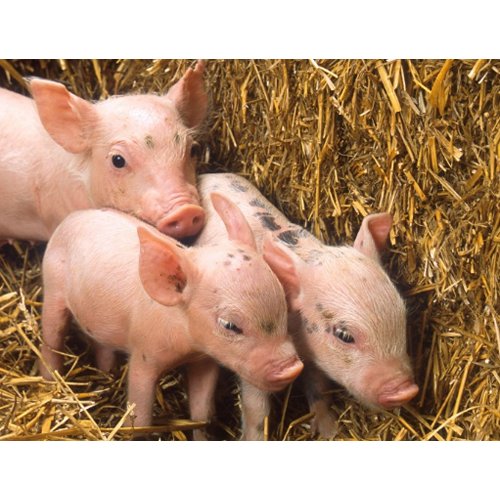 Piglets postcard