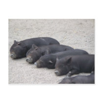 Piglets postcards