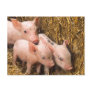 Piglets Post Cards