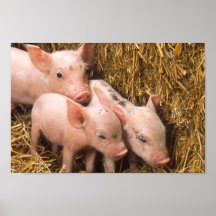 Piglets Poster