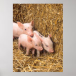 Piglets Posters