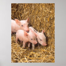 Piglets Posters