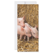 Piglets rack cards