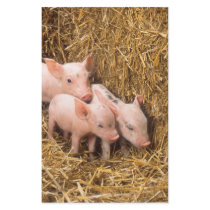 Piglets Custom Stationery