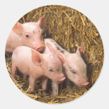 Piglets Stickers