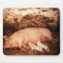 piglets suckling pig mousepad by lizzymmmcf piglets suckling pig mousepad