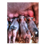 Piglets Suckling Post Cards