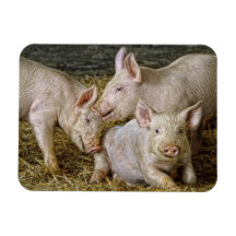 Piglets Vinyl Magnet