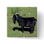 Pigmy Goat Pins