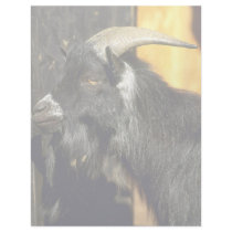 Pigmy Goat Letterhead
