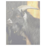 Pigmy Goat Letterhead