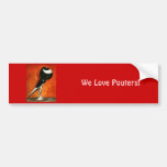 Pigmy Pouter Black Pied Bumper Sticker