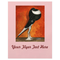 Pigmy Pouter Black Pied Full Color Flyer