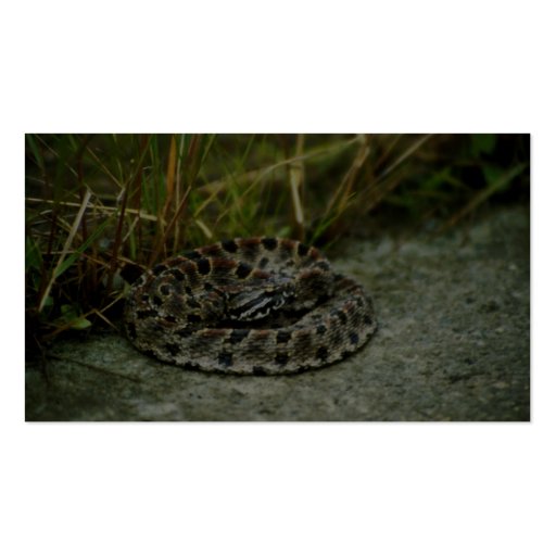 Pigmy Rattlesnake Business Card Templates (back side)