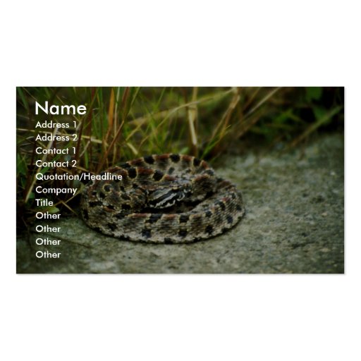Pigmy Rattlesnake Business Card Templates (front side)