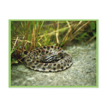 Pigmy Rattlesnake Post Cards