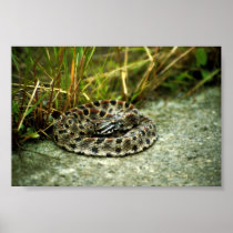 Pigmy Rattlesnake Poster