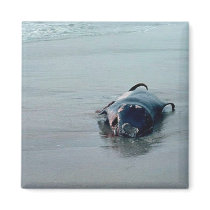 Pigmy Sperm Whale, Beached Fridge Magnet
