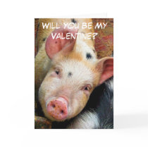 PIGS CARDS