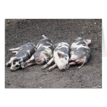 Pigs cards