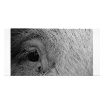 pigs eye custom photo card