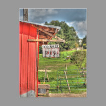 Pigs For Sale Postcard postcards