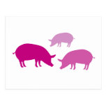 Pigs Looking for Food (Purple) Post Card