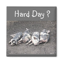 Pigs Magnet