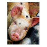 PIGS POSTCARD