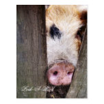 PIGS POSTCARD