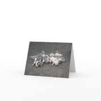 Pigs sleeping cards